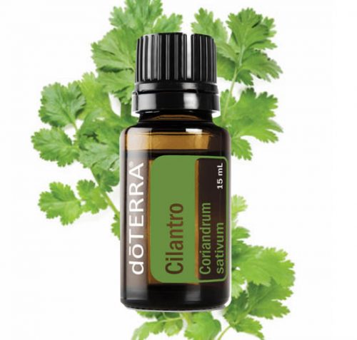 Cilantro Essential Oil