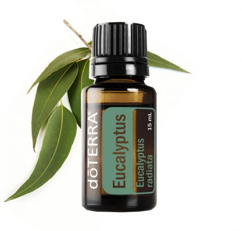 Eucalyptus Essential Oil